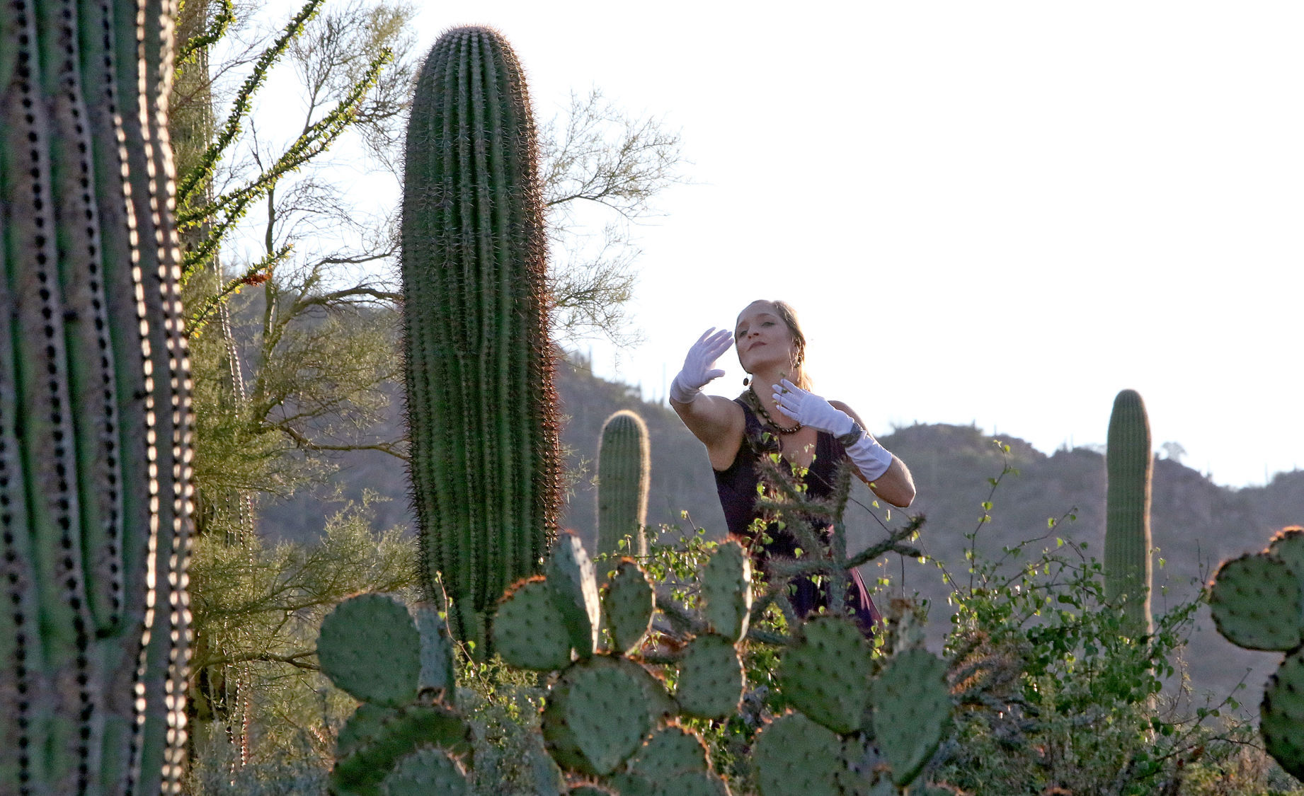 Saguaro Dance